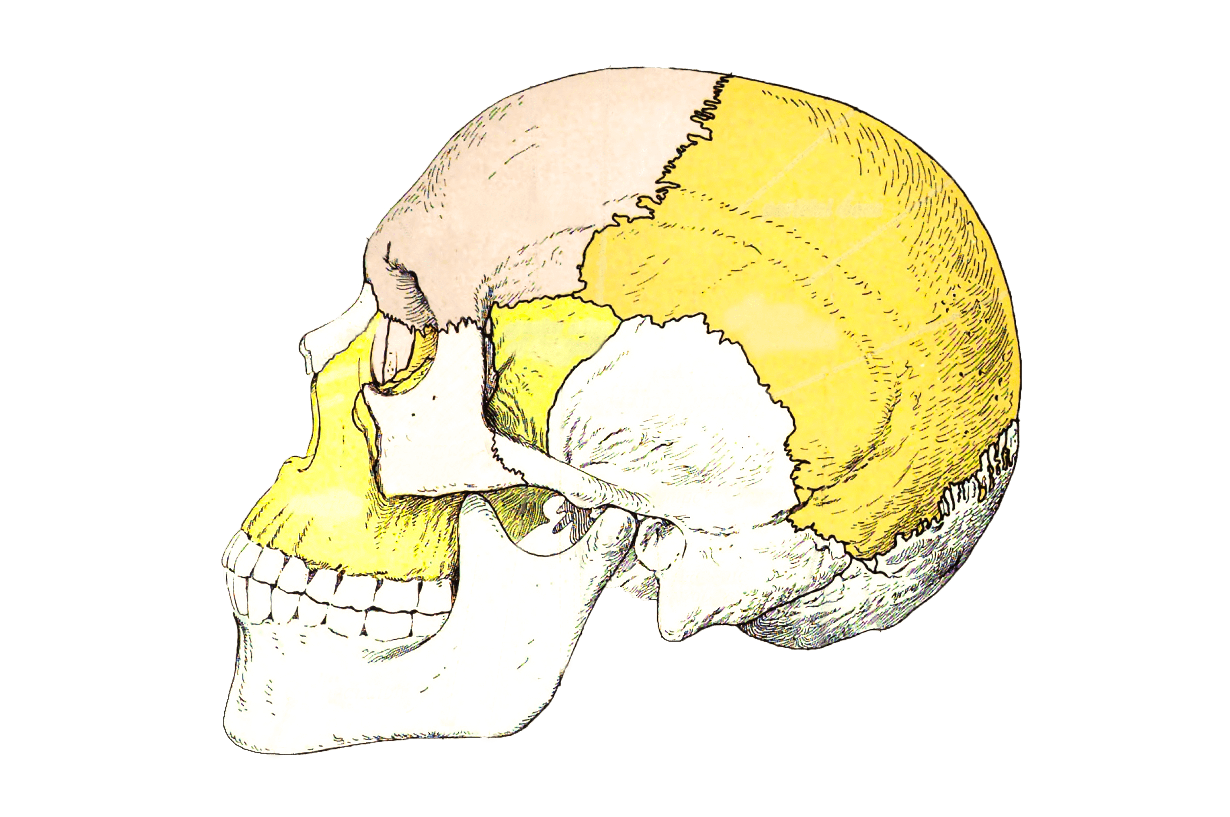 Sobotta 1909 Fig39 Bones Of The Skull Lateral View No Labels Anatomytool 5321